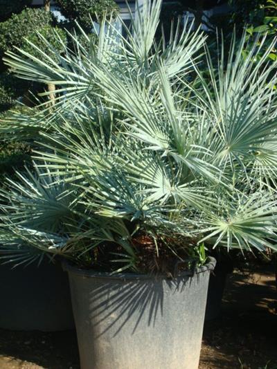 CHAMAEROPS CERASIFERA GLAUCA